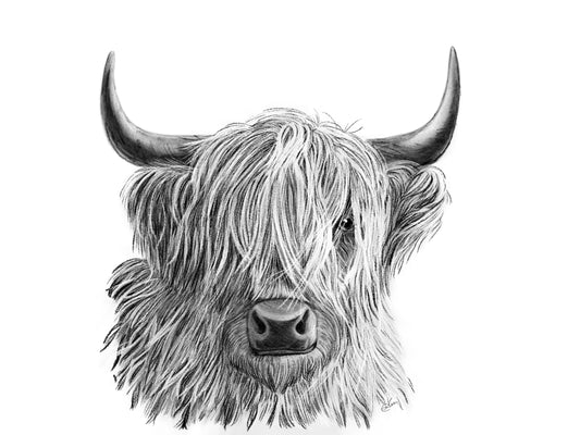 Highland Coo Sketch