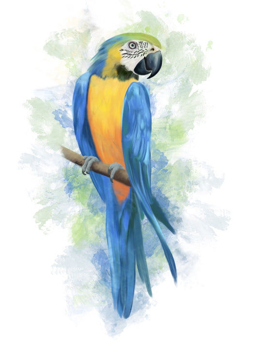 Blue Macaw