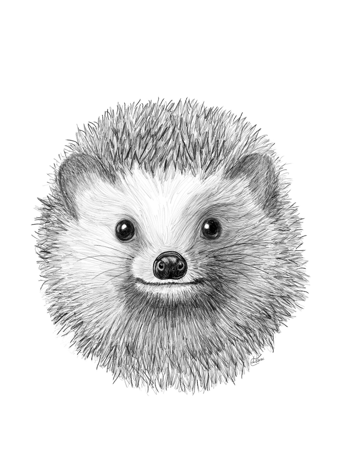 Hedgehog Sketch
