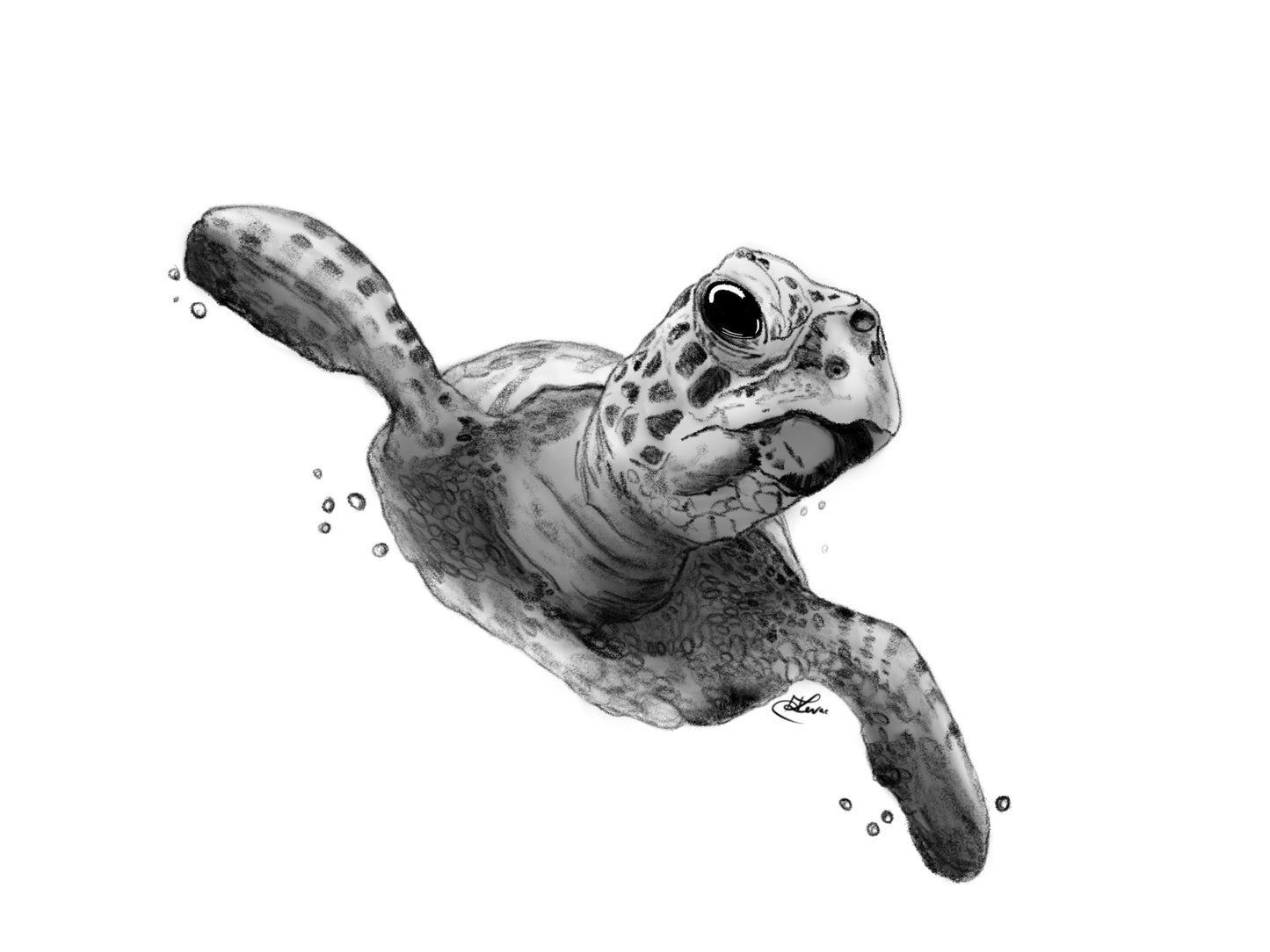 Sea Turtle Sketch