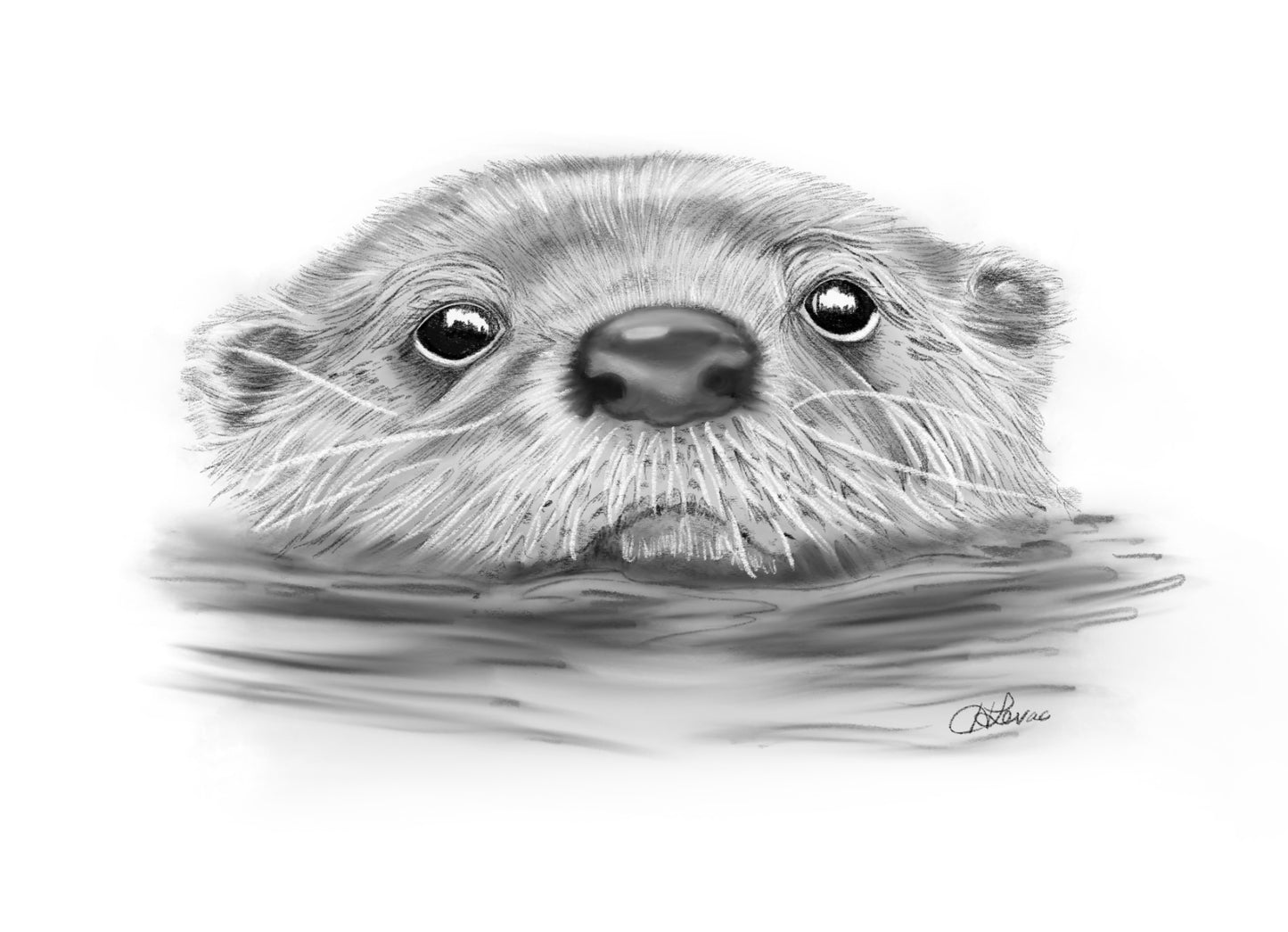 Otter Sketch
