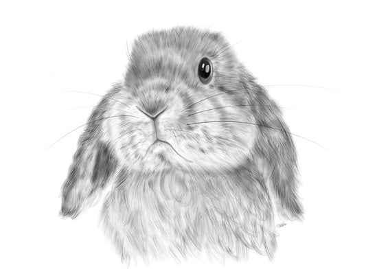Floppy Bunny Sketch