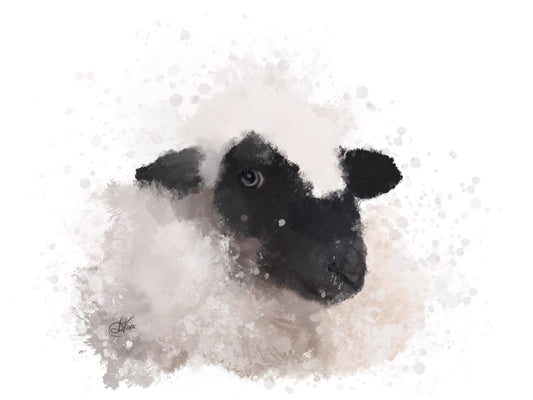 Sheep