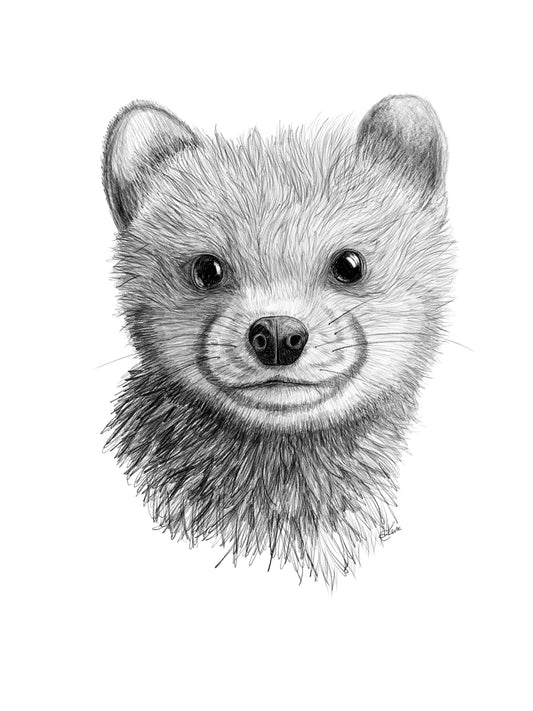 Mink Sketch