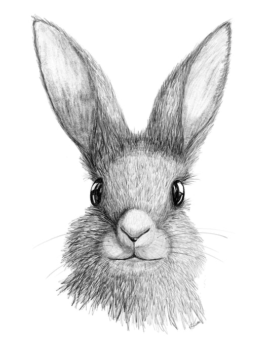 Rabbit Sketch