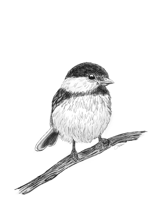 Chickadee