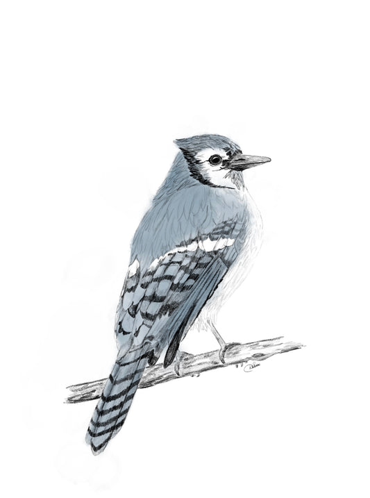 Blue Jay