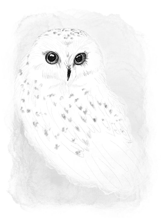 Snowy Owl