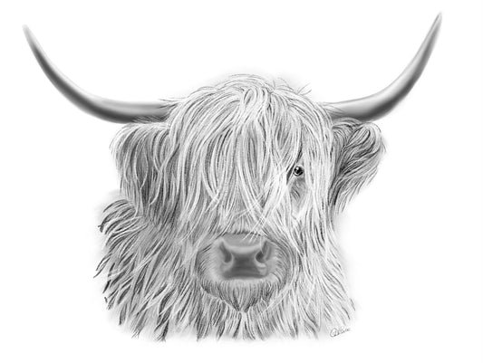 Highland Coo