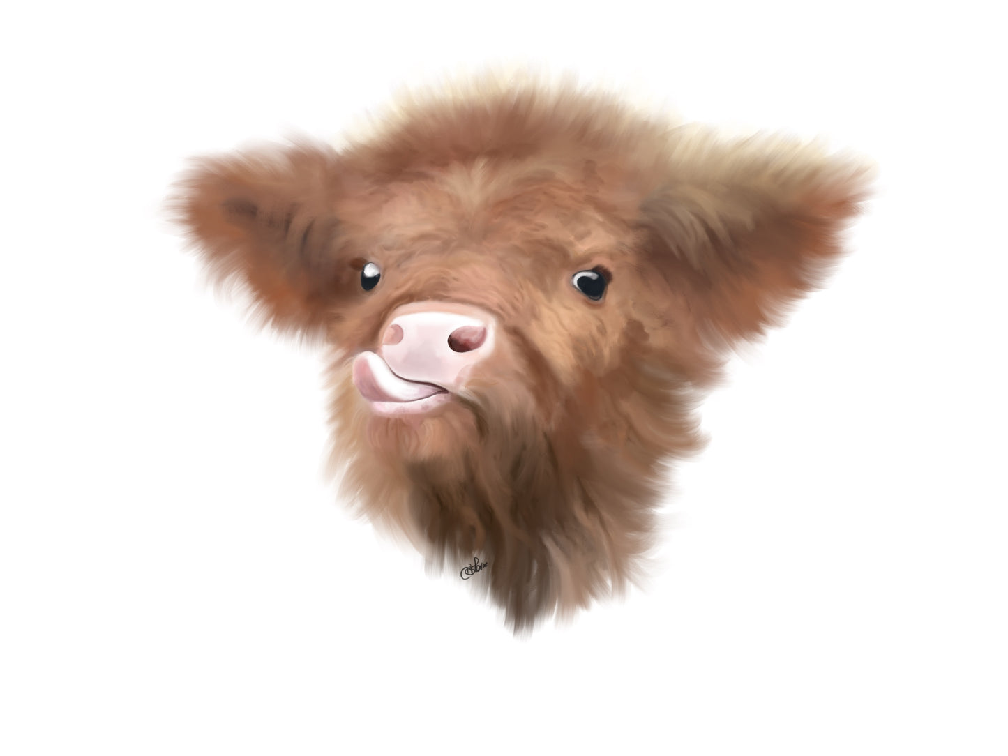 Highland Calf